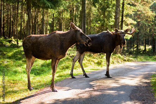 Two adult moose, bull and cow, standing on country road. Animals are backlit with deep forest in the background. © imfotograf