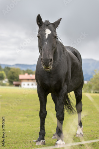 Schwarzes Pferd auf Weide