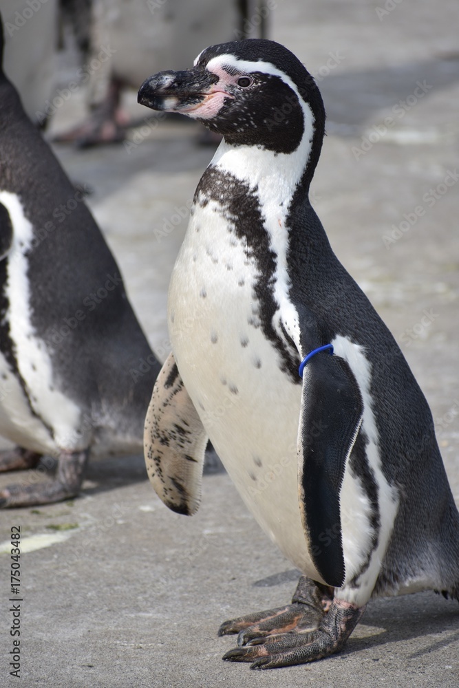 Obraz premium ペンギン