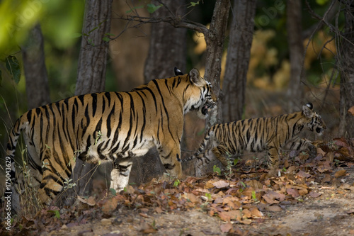 Tigerin mit Jungen