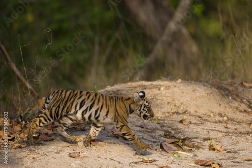 Junger Tiger kommet aus dem Dschungel