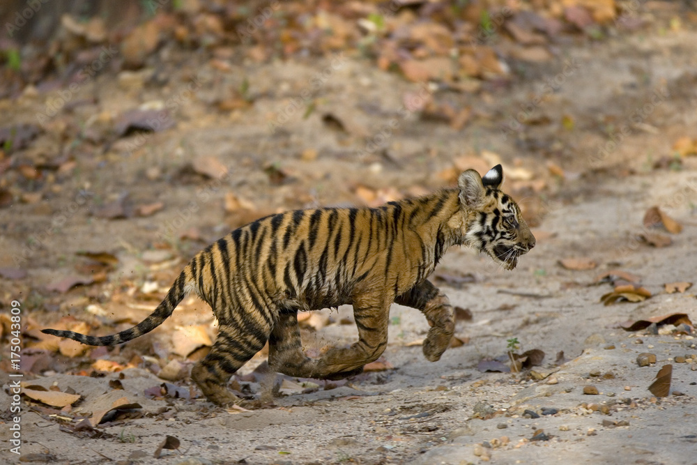 Fototapeta premium Junger Tiger kommet aus dem Dschungel