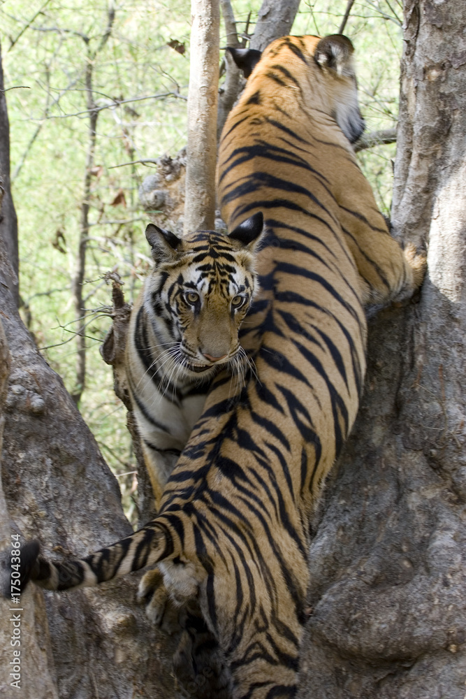 Junge Tiger im Baum