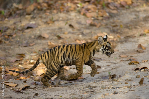 Junger Tiger kommet aus dem Dschungel