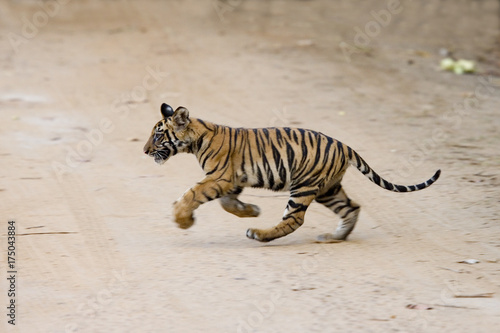 Junger Tiger kreuzt den Weg © aussieanouk