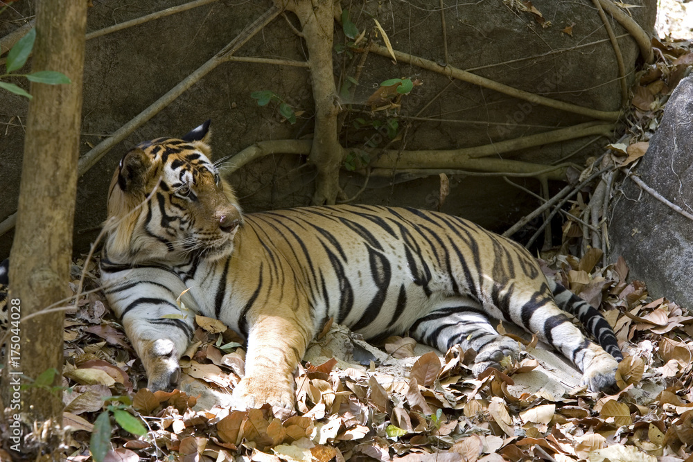 Obraz premium Tiger liegt im Schatten