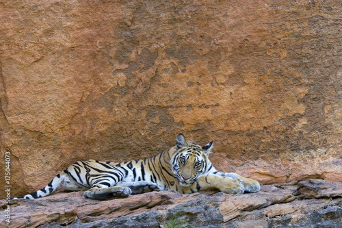 Fototapeta Naklejka Na Ścianę i Meble -  Tiger ruht in einer Felswand