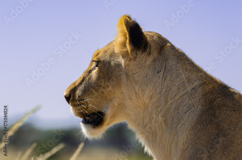 Konstfotografi Lioness looking for companion.