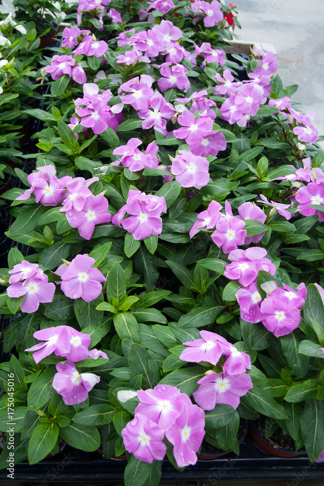 Impatiens or jewelweed flowers Impatiens or jewelweed flowers