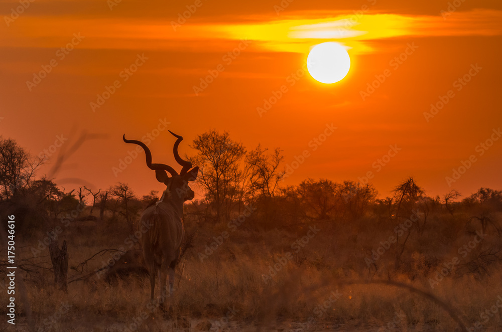Kudu sunset, KNP