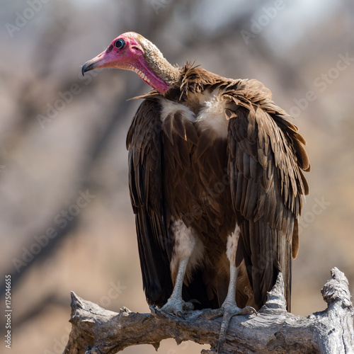 Hooded Vulture photo