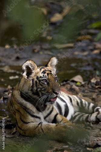 Junger Tiger liegt im Flussbett