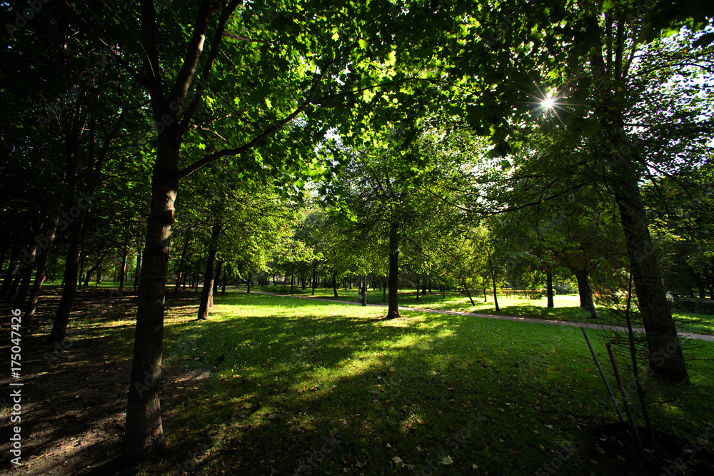 The sun shines through the trees in the park The sun shines through the trees in the park