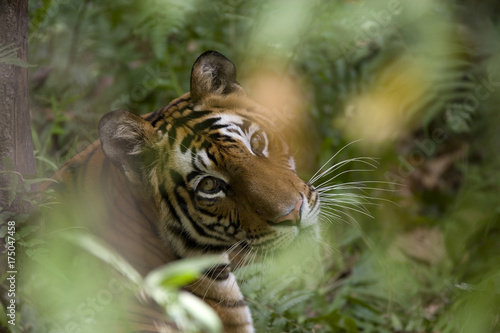 Tigerin liegt im Dschungel