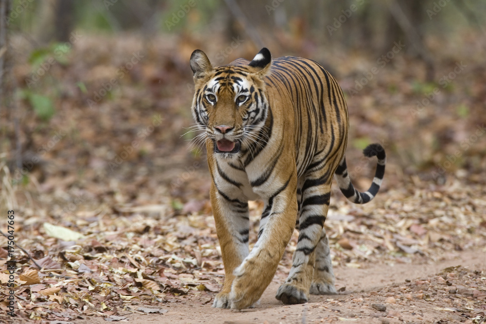 Fototapeta premium Tigerin laeuft auf dem Weg