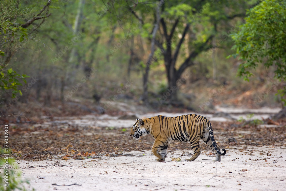 Tiger kreuzt ein trocknes Flussbett Tiger kreuzt ein trocknes Flussbett