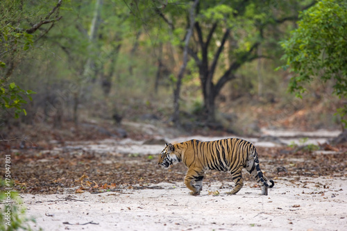 Tiger kreuzt ein trocknes Flussbett