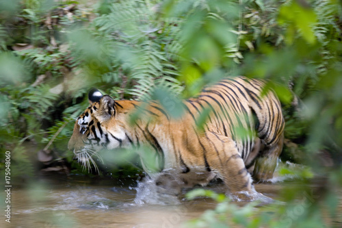Tiger geht in einem Fluss