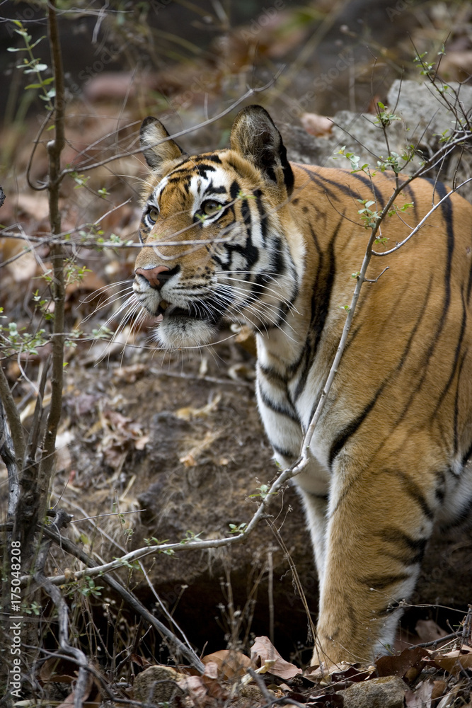 Fototapeta premium Tiger erspaeht Beute