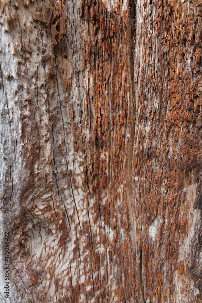 Obraz premium rough wood texture