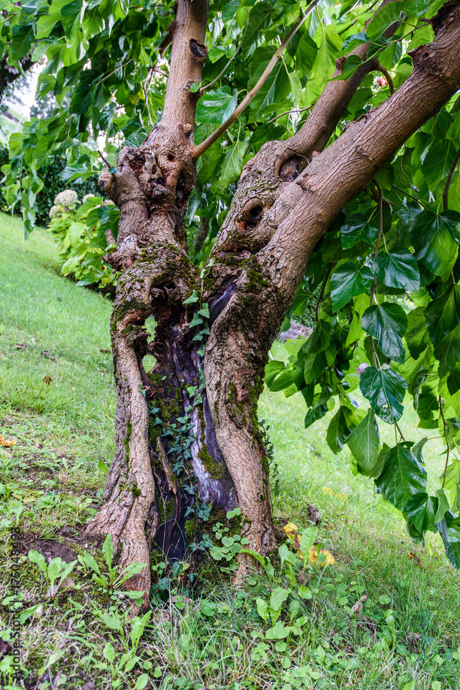 Obraz premium The old mulberry