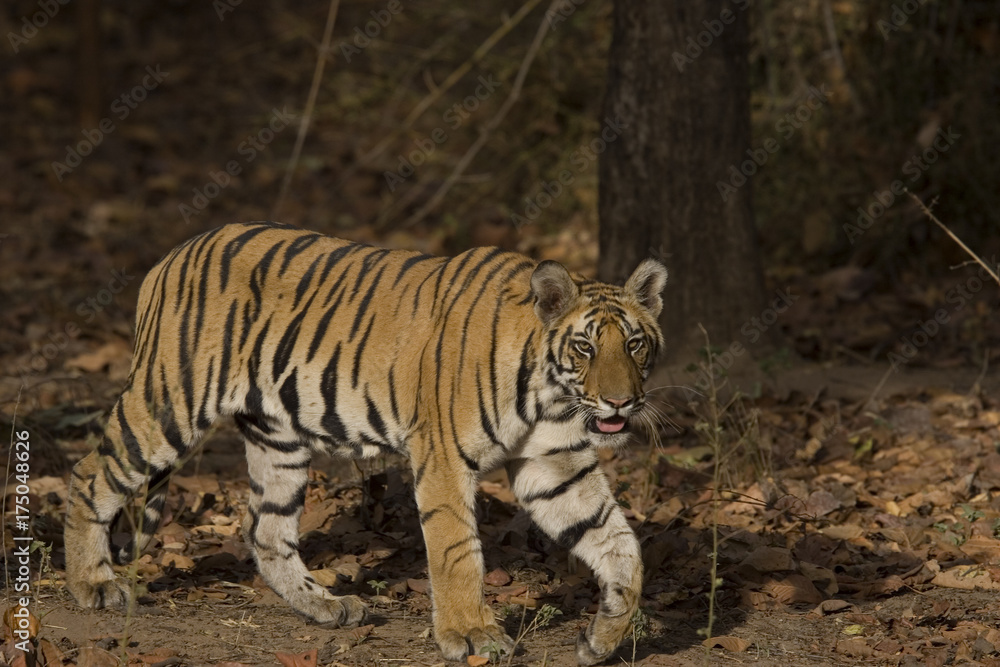 Fototapeta premium Tiger auf der Suche nach Beute