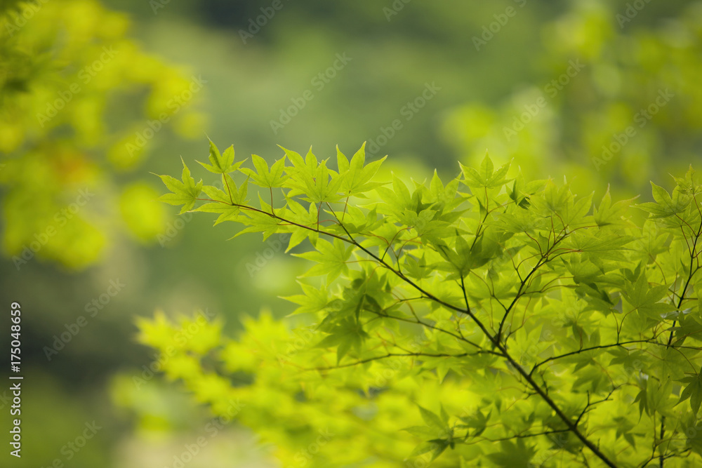 Maple leaves on a branch, bright green leaf Maple leaves on a branch, bright green leaf