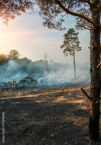 Forest fires. photo