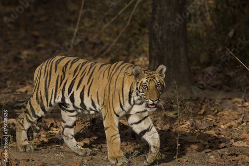 Tiger auf der Suche nach Beute