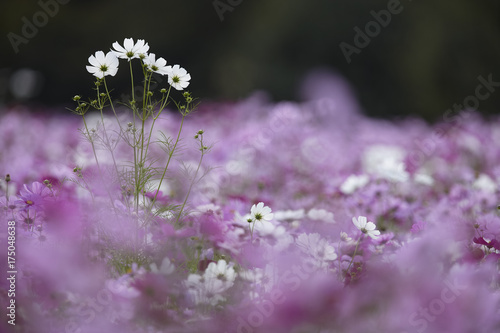 Daisies and blue flowers, differential focus