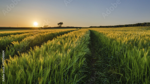 Crops in a field in summer