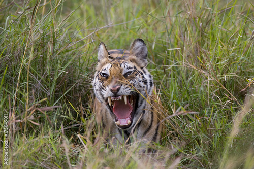 Tiger am Fauchen