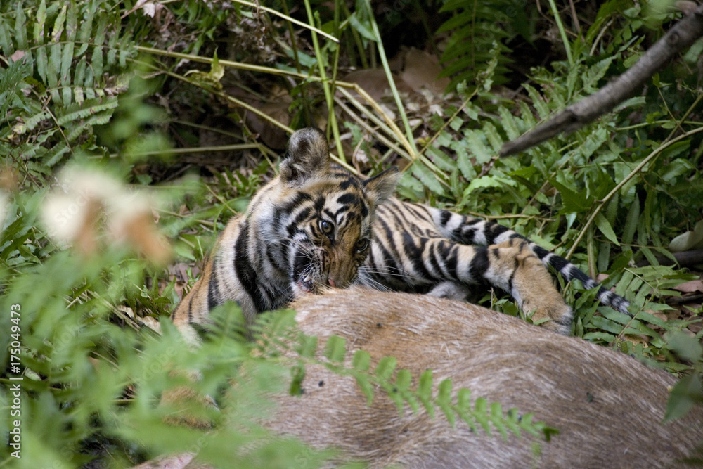 Fototapeta premium Junger Tiger frisst an einem Sambahirsch
