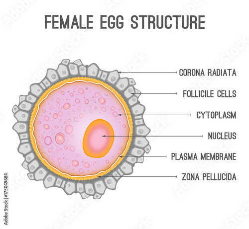 Female egg structure