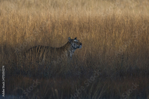 Tiger auf Beutesuche am fruehen Morgen