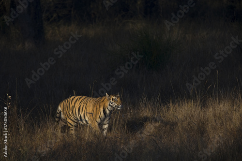 Tiger auf Beutesuche am fruehen Morgen
