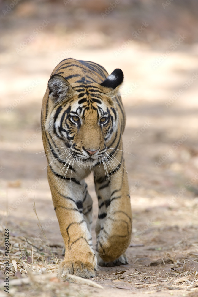 Fototapeta premium Tiger laeuft auf dem Weg