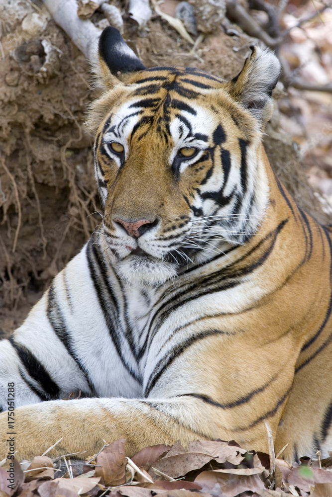 Obraz premium Tiger Portraet