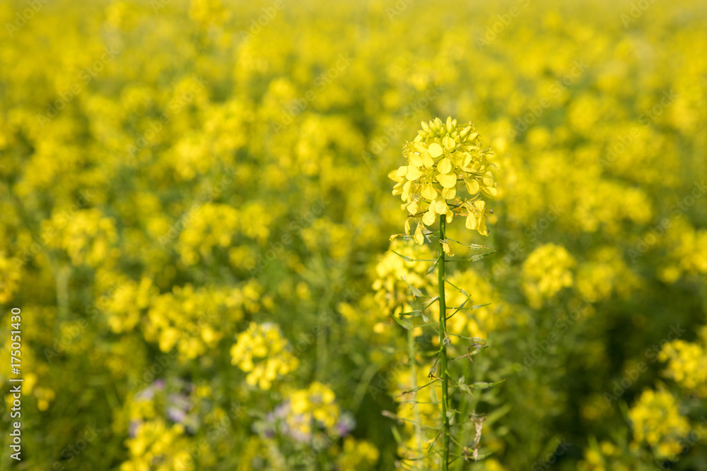 yellow canola field