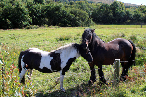 Horses on a farm, Ireland © Corey