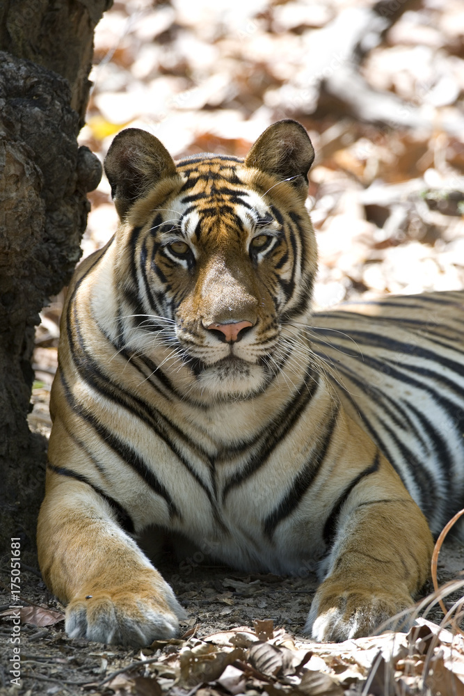 Tiger Portraet