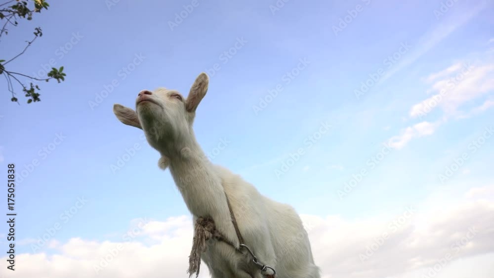 Goat Tied With A Rope On Background Blue Sky. Goat Tied With A Rope On Background Blue Sky.