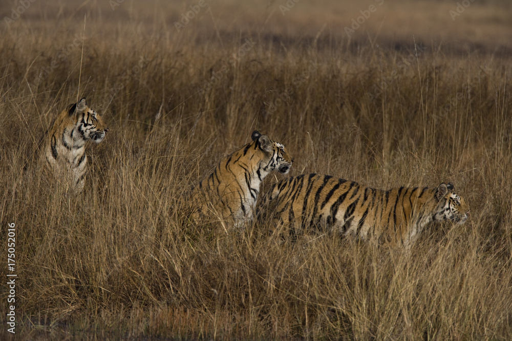 Fototapeta premium Tigerfamilie im hohen Gras