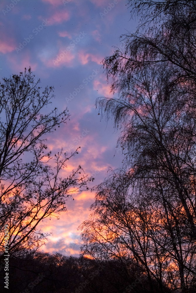 trees with dry branches and leaves against the fiery sunset in the forest. Vertical frame trees with dry branches and leaves against the fiery sunset in the forest. Vertical frame