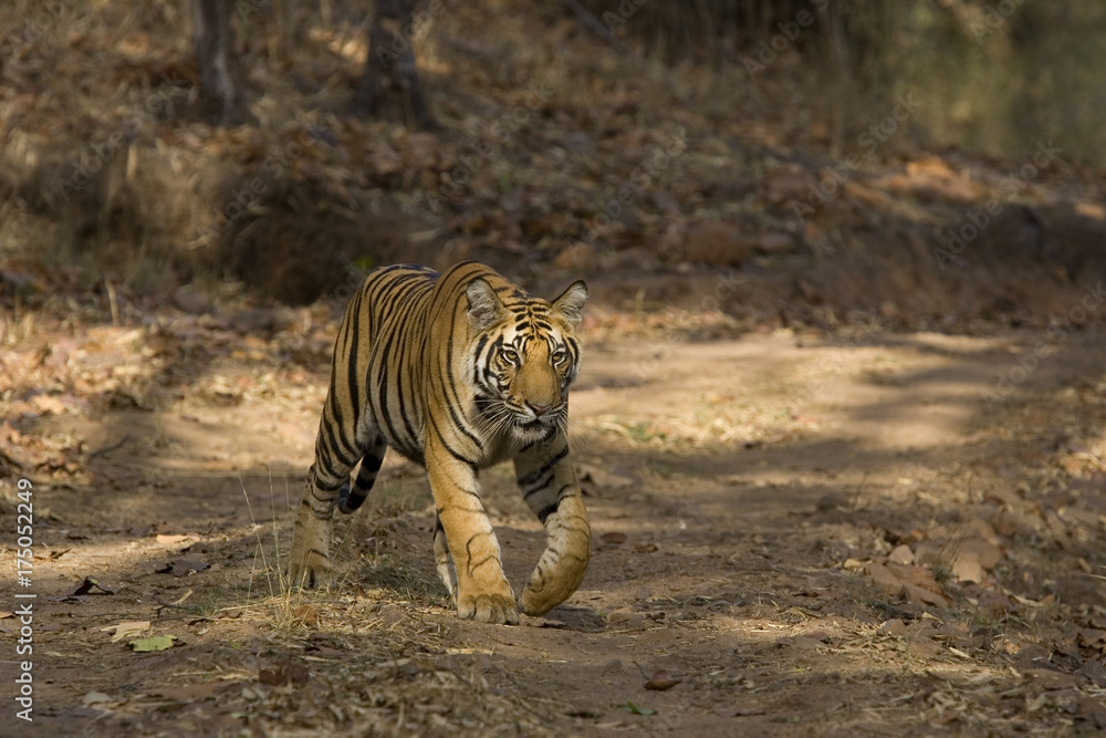 Fototapeta premium Tiger laeuft auf dem Weg