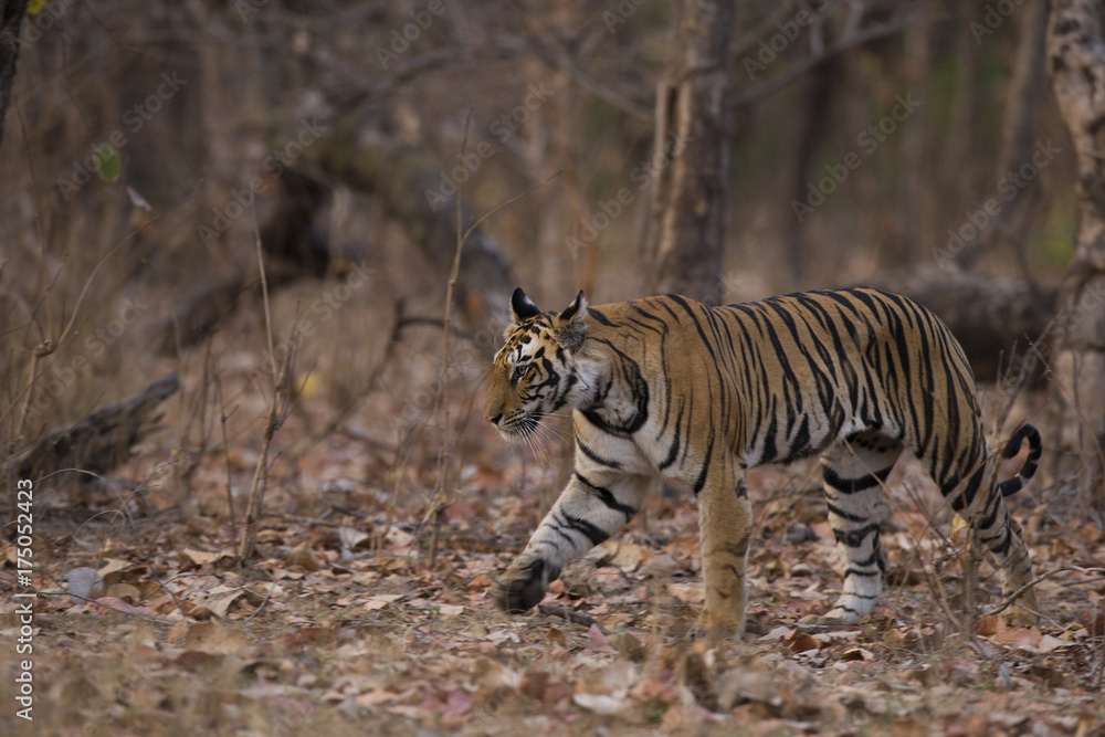 Fototapeta premium Tiger durchstreift den Wald