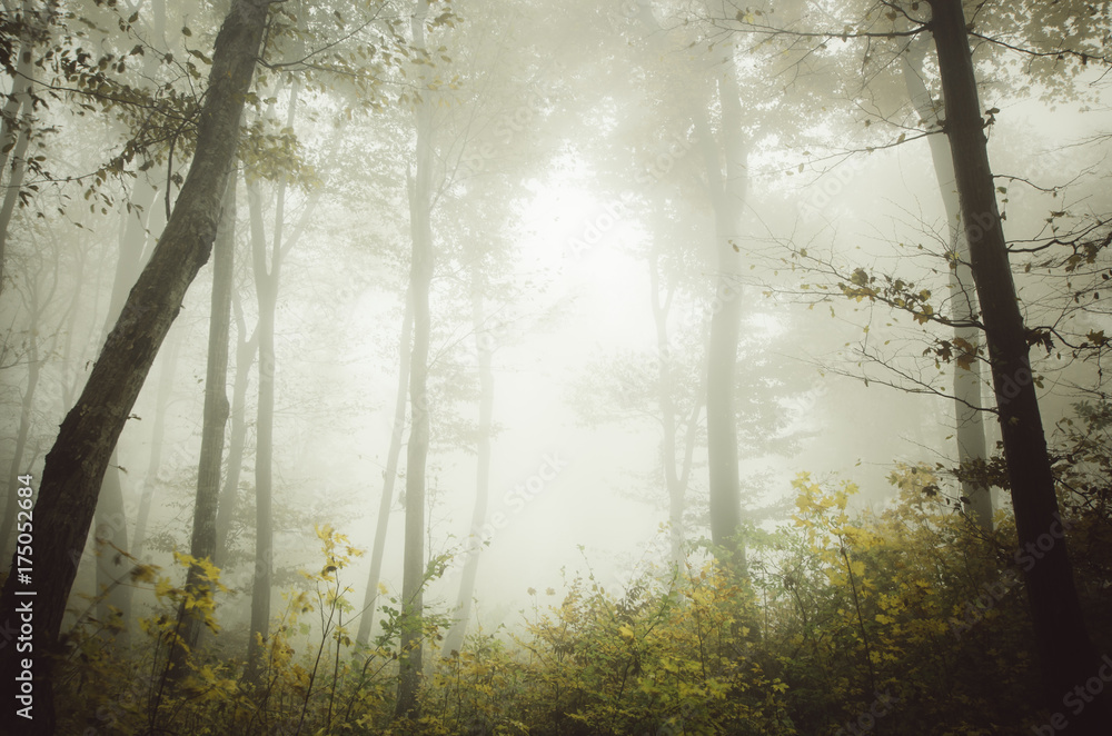 forest fog autumn background