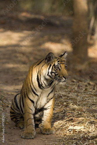 Tiger sitzt auf dem Fahrweg