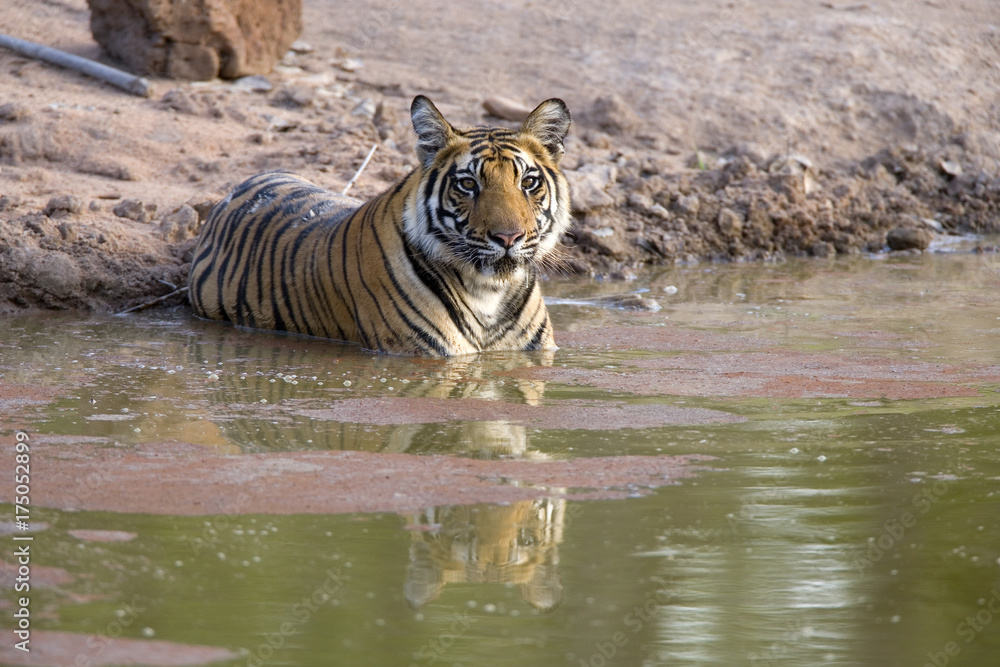 Tiger liegt im Wasser