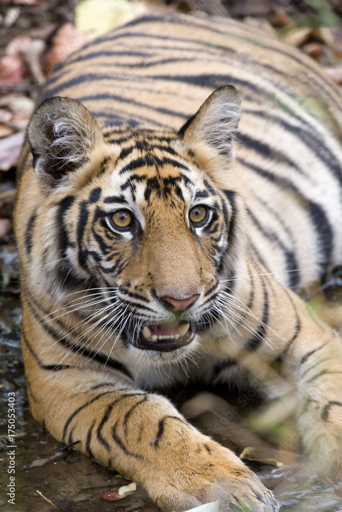 Obraz premium Tiger beobachtet die Artgenossen